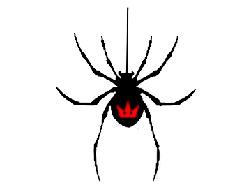 spider parasite